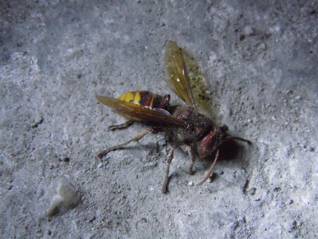 Vespa crabro agonizzante